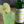 Load image into Gallery viewer, Granny Smith Apple Syrup
